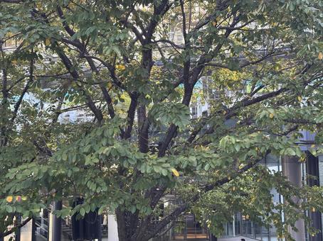 大きな木、都会の中の植物 大きな木、都会の中の植物 樹木,葉っぱ,枝の写真素材