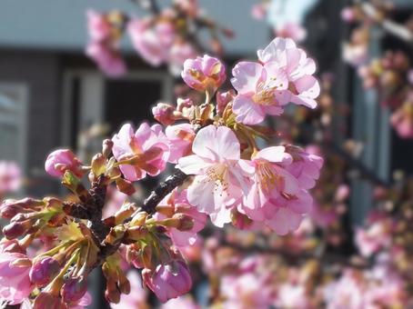 家の近くの河津桜が咲いた 家の近くの河津桜が咲いたの写真