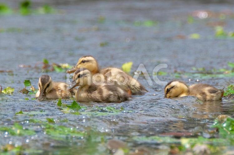 カルガモのヒナの兄弟 カルガモ,ひな,雛の写真素材