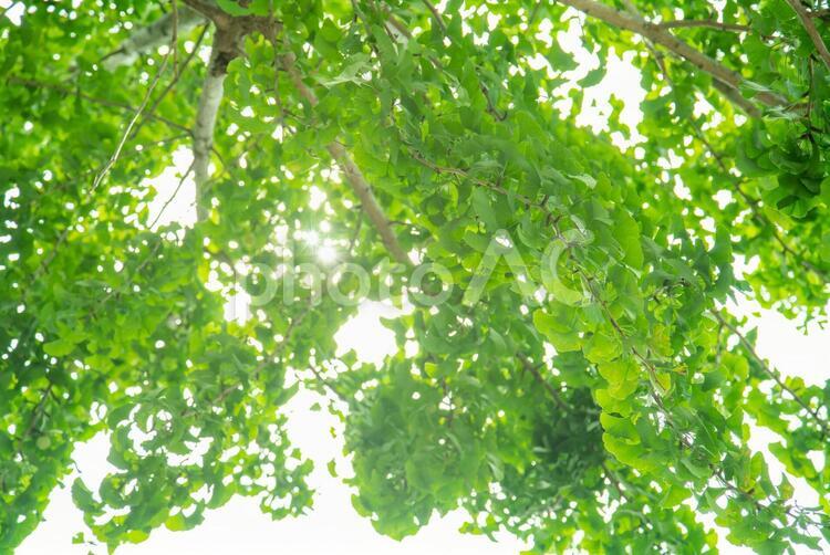 新緑の葉　木漏れ日 夏,新緑,木漏れ日の写真素材