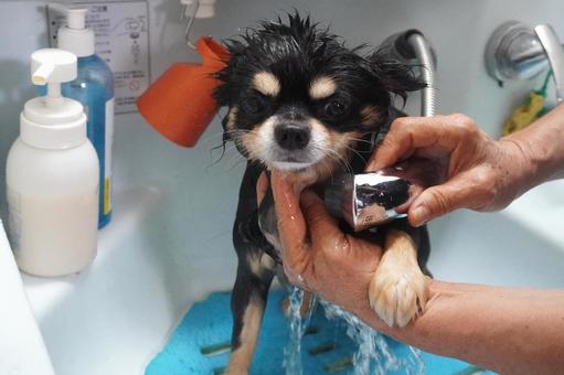 チワワ・シャワーでシャンプー チワワ・シャワーでシャンプー 犬,チワワ,シャンプーの写真素材