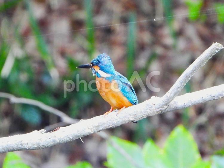 春の日差しの中のカワセミ カワセミ,鳥,鳥類の写真素材