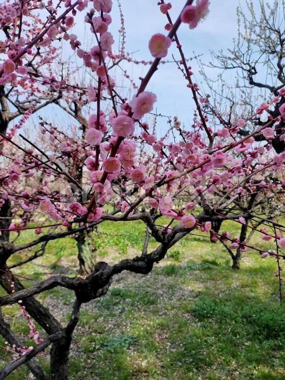 梅の開花 大阪城公園,梅,春の写真素材