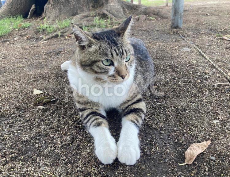 お座り野良猫、靴下猫、キジシロネコ 野良猫,座る,キジ白の写真素材
