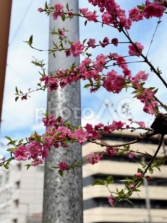 南千住　散りかけの梅 台東区,日本堤,南千住駅の写真素材