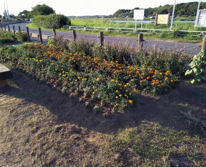 広場の花壇００３ 佐倉ふるさと広場,花壇,花の写真素材