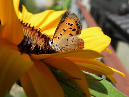 Photo, sunflower, butterfly, insect, 