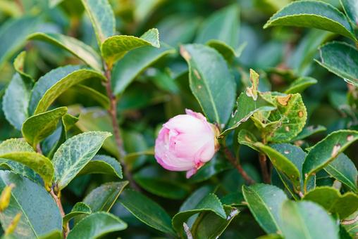 開花間近の可憐な朝倉山茶花 開花間近の可憐な朝倉山茶花の写真