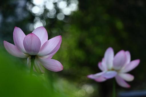 神聖な花 神聖な花の写真