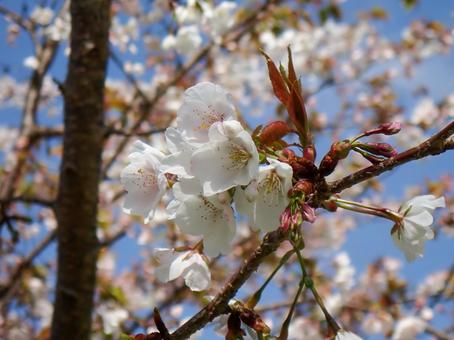 桜の写真