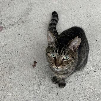 キジトラ猫 キジトラ猫の写真
