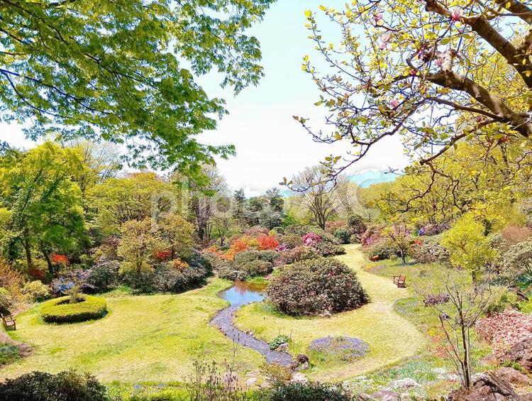 赤城自然園の春　群馬県渋川市 新緑,木,樹木の写真素材