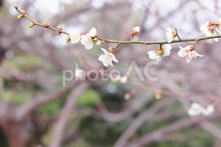 可憐な白い梅の花と蕾 梅,梅の花,花の写真素材