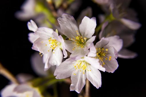 夜桜9(田原市) 夜桜9(田原市)の写真