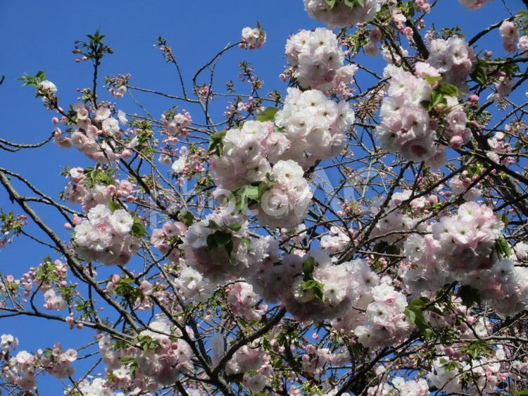 ヤエザクラ  ０８ ヤエザクラ,八重桜,サクラの写真素材