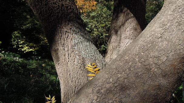 ネイチャーデザイン、紅葉の風 の写真