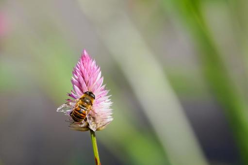 ノゲイトウとナミハナアブ⑹ ノゲイトウとナミハナアブ⑹の写真