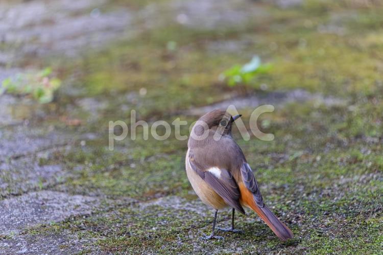 モスの地面にたたずむジョウビタキ ジョウビタキ,野鳥,小鳥の写真素材