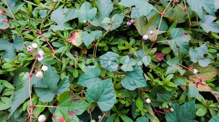 植物テキスタイル背景 植物,緑,実の写真素材