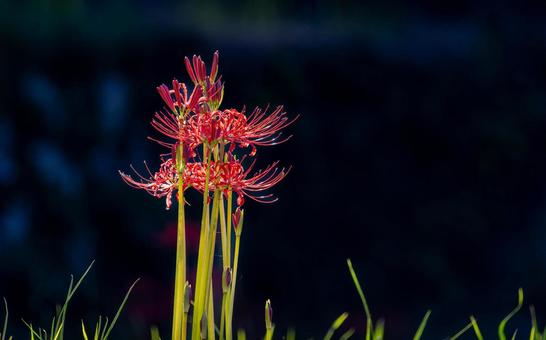 熊本-【番所の棚田の彼岸花】 熊本,番所,棚田の写真素材