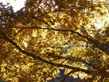 日光で透ける紅葉始まりの木々の葉 紅葉,葉,木の写真素材