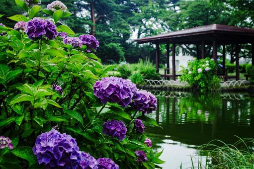 栃木県那須塩原市 烏ケ森公園の紫陽花 栃木県那須塩原市 烏ケ森公園の紫陽花の写真