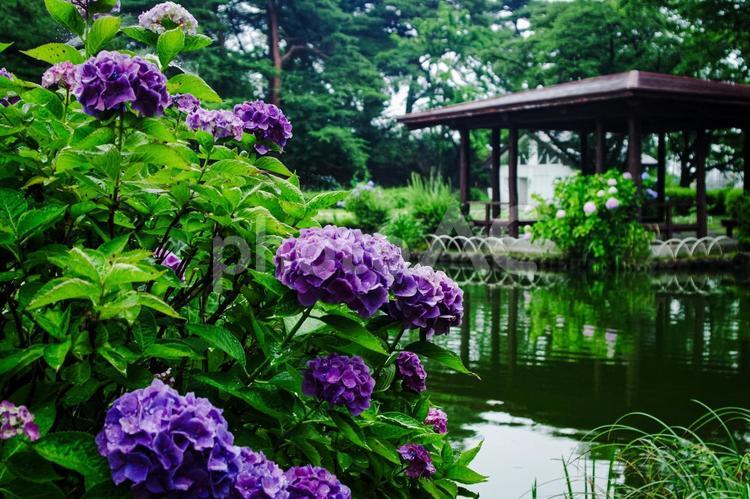 栃木県那須塩原市　烏ケ森公園の紫陽花 那須塩原市,西那須野,栃木県の写真素材