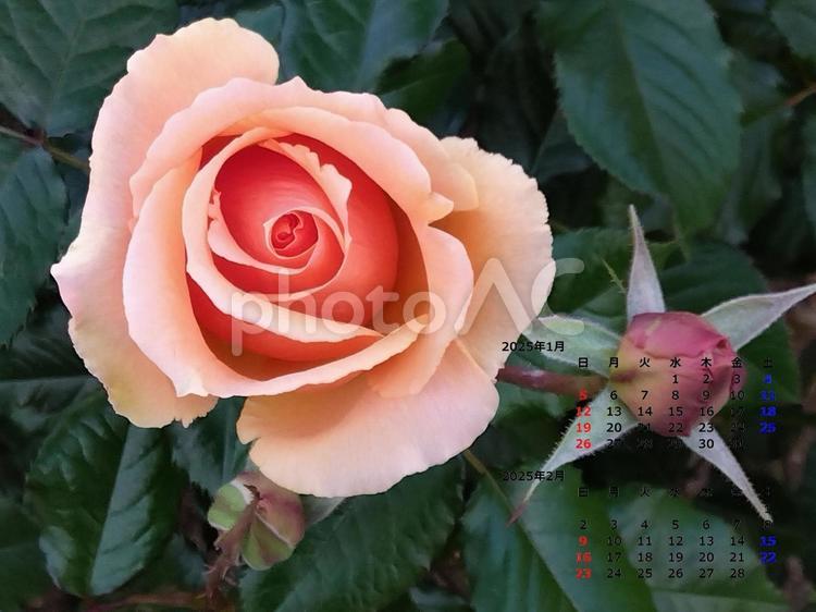 バラ・カレンダー（2025年1月・2月） バラ,薔薇,ばらの写真素材