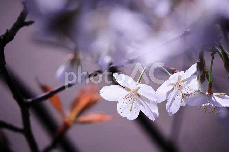春の美しい桜の花 桜,さくら,サクラの写真素材