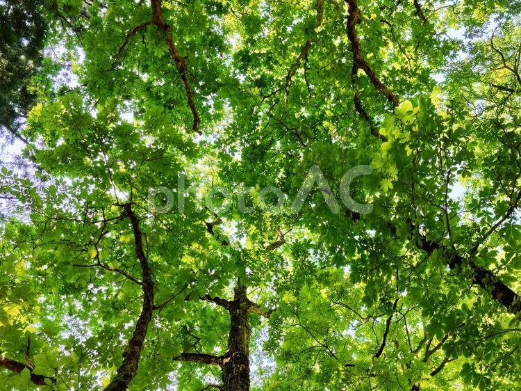 新緑の日差し 新緑,森,森林の写真素材