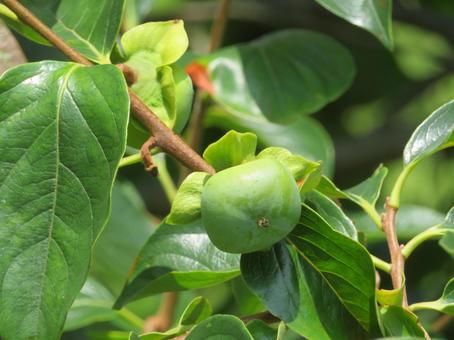 Photo, persimmon, fruit, fruits, 