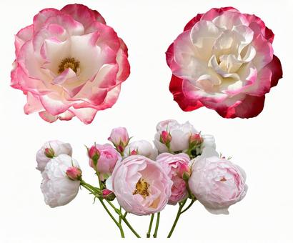 バラのクローズアップ切抜き（PSD透過） バラ,ロマンチック,切抜きの写真素材