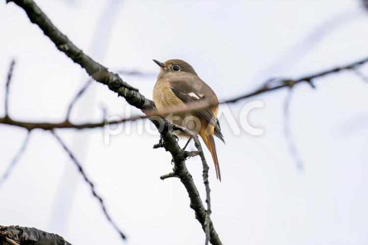 枝にとまるジョウビタキのメス・ジョビコ ジョウビタキ,ジョビコ,ジョウビタキのメスの写真素材