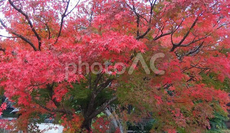 紅葉＊もみじ 紅葉,もみじ,秋の写真素材