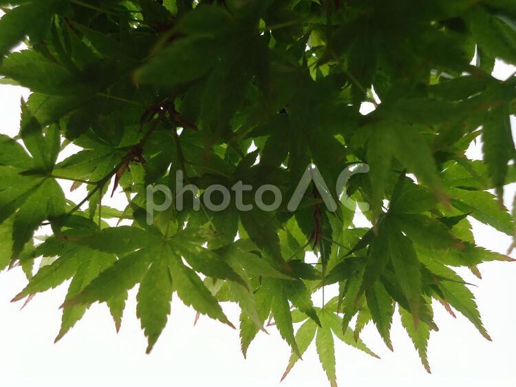 もみじ　カエデ　紅葉　楓 かえで,しょくぶつ,もみじの写真素材