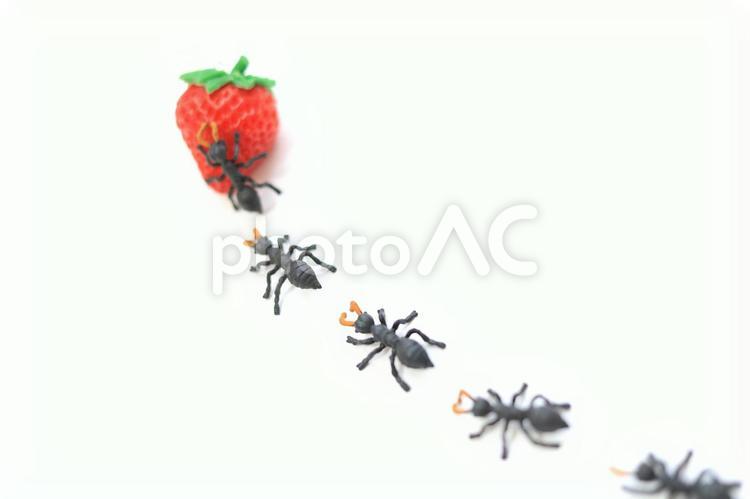 アリの行列 アリ,蟻,行列の写真素材