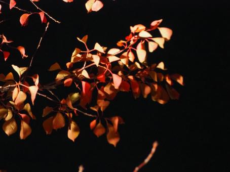 夜の木 夜の木の写真