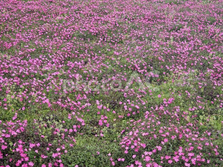 蓮華畑 蓮華,お花畑,春の写真素材