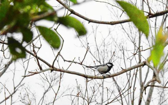 シジュウカラ シジュウカラの写真