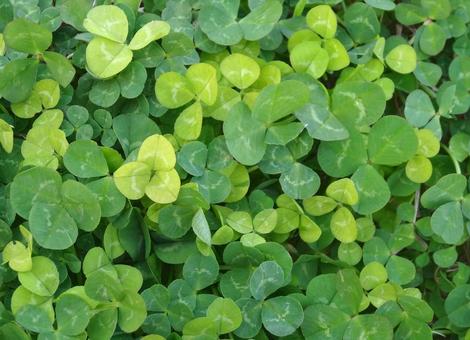 Gradient Clover, clover, white clover, three leaves, JPG