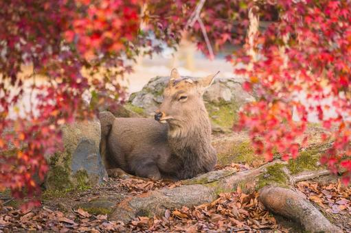 紅葉と鹿 奈良公園,鹿,紅葉の写真素材