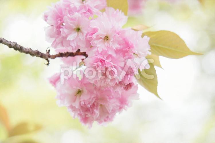 八重桜　ピンク　花枝 サクラ,さくら,ピンクの写真素材