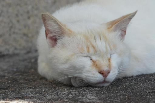 ねこ ねこ にゃんこ,可愛い,野良猫の写真素材