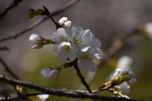 白い桜 白い桜の写真