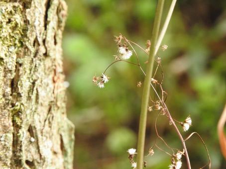 3月の植物たち 3月の植物たちの写真