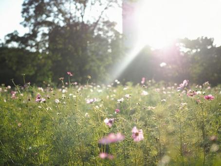 Backlit Cosmos, JPG