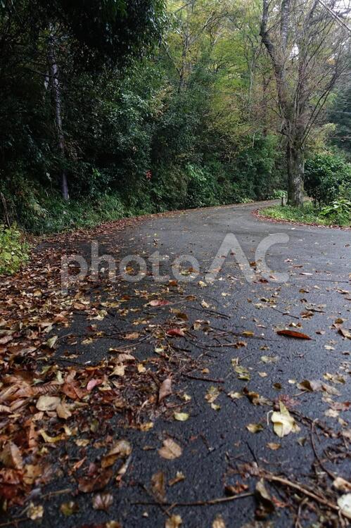 雨に濡れた落ち葉と山道の風景です 枯れ葉,雨,山道の写真素材