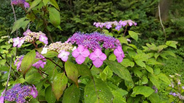 紫のアジサイ 紫のアジサイ あじさい,紫陽花,アジサイの写真素材