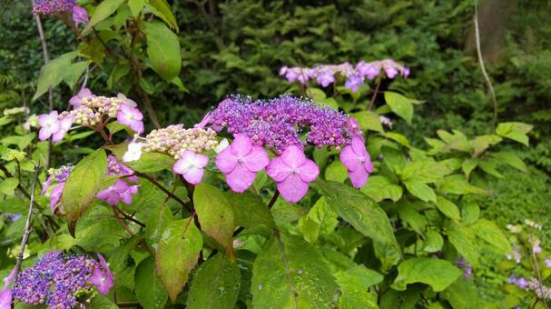 Photo, hydrangea, after the rain, wet day, 