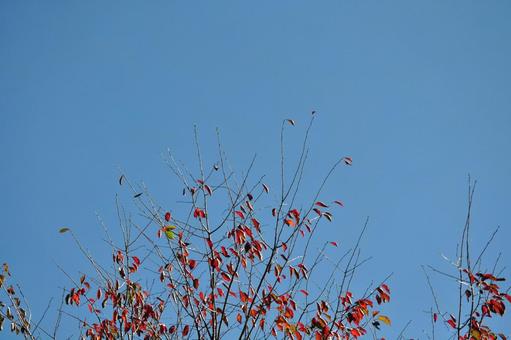 秋の空 秋の空 青空,晴天,秋空の写真素材